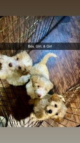 golden doidles in Fort Leonard Wood, Missouri