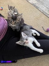 Did Someone Say Kittens in Vacaville, California