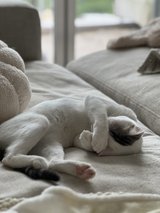 Coconut needs a new home in Okinawa, Japan