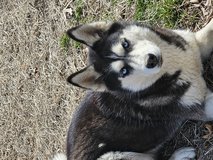 18 month old female huskey in Fort Leonard Wood, Missouri