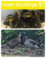 Ducklings in Fort Polk, Louisiana