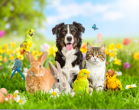 **Pet Sitter** in Stuttgart, GE