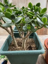 2 Money tree Jade plant - Crassula ovata Plant in Clarksville, Tennessee
