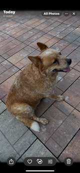Red Heeler Australian Cattle Dog in Fort Leonard Wood, Missouri