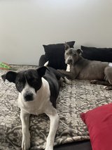 Looking dog sitter in Wackernheim in Wiesbaden, GE