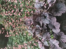 Perennial Plants in Plainfield, Illinois