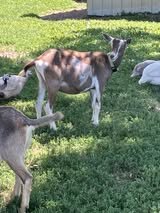 6 Dairy Goats in Fort Leonard Wood, Missouri