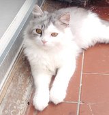 BLH Male 6 Months old only this Week more. in Baumholder, GE