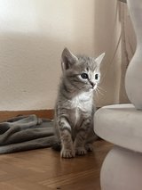 kitties in Ramstein, Germany