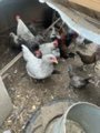 self blue or blue yellow Bantam 3 color viriaty’s in Fort Polk, Louisiana