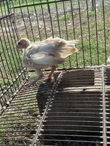 sweet grass turkey in Fort Polk, Louisiana