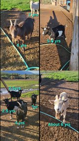 Expecting Nigerian Dwarf goats in Alamogordo, New Mexico