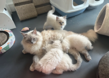 Adorable Ragdoll Kittens Seeking Forever Homes in Ramstein, Germany