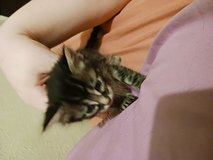 Free kittens in Fort Polk, Louisiana