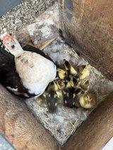 Ducklings in Fort Polk, Louisiana