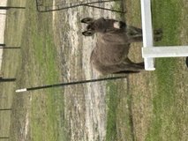 Mini donkey in Fort Polk, Louisiana
