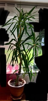 Yucca Palm in Ramstein, Germany
