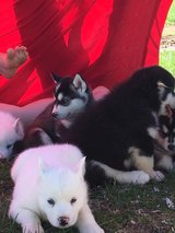 purebreed husky in Minneapolis, Minnesota