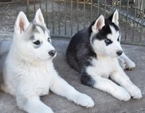 sweet, and adorable husky puppies in Dickson, Tennessee