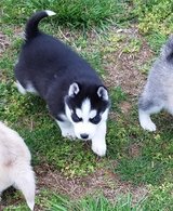 Siberian Husky Puppies for-Adoption in Louisville, Kentucky