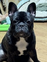 Sire Service - French Bull Dog in Okinawa, Japan