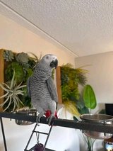 Africa Grey parrots in The Woodlands, Texas