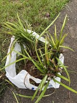 Freshly dug liriope - will trade for one of your plants in Warner Robins, Georgia