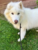 Handsome Dog Available For Adoption in Vacaville, California