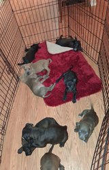 Free to Good home Pit Bull puppies (8) in Houston, Texas