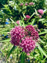 NATIVE Milkweed Plants in Aurora, Illinois