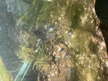 Blue gouramis and buenos aires tetra in Fort Polk, Louisiana