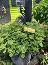 Cuban Oregano -- Carribean FAVE in Aurora, Illinois