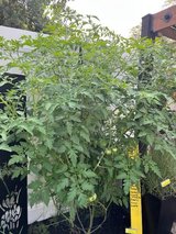 Cherokee Purple Heirloom Tomatoe Plants in Aurora, Illinois