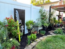 Herbs :)  :)  Locally/Professionally Grown in Aurora, Illinois