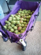 2 pear trees in Warner Robins, Georgia