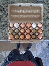 fresh farm eggs in Alamogordo, New Mexico