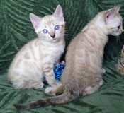 Super Bengal kittens. Snow and brown rosette in Okinawa, Japan