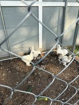 Two male silky chickens in Plainfield, Illinois