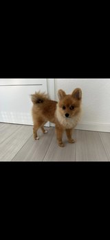 Fluffy, Our Sweet Pomeranian Puppy, Is Looking for a Loving Home in Ramstein, Germany