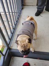 Pug 8 mths old in Fort Rucker, Alabama