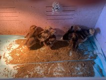 9 Bantam chicks in Fort Polk, Louisiana