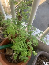 moringa plants in Okinawa, Japan