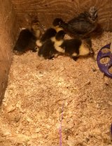 Muscovy ducklings in Rolla, Missouri
