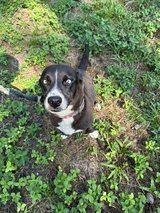corgi mix in Fort Polk, Louisiana