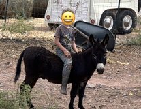 Mini Jack Donkey in Alamogordo, New Mexico