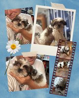 Shi tzu in Fort Polk, Louisiana