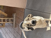 Free to Good Home in Alamogordo, New Mexico
