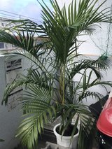 palm trees in Okinawa, Japan