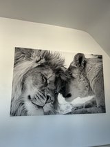 Lion & lioness picture in Ramstein, Germany