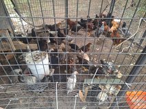 Egg layers/chickenswe in Fort Leonard Wood, Missouri